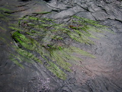Hydrostachys polymorpha