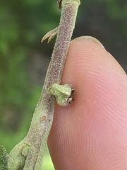 Andricus quercusutriculus