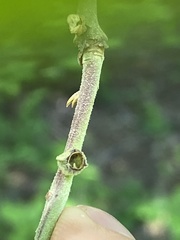 Andricus quercusutriculus