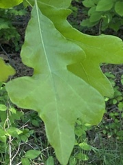 Andricus quercusutriculus