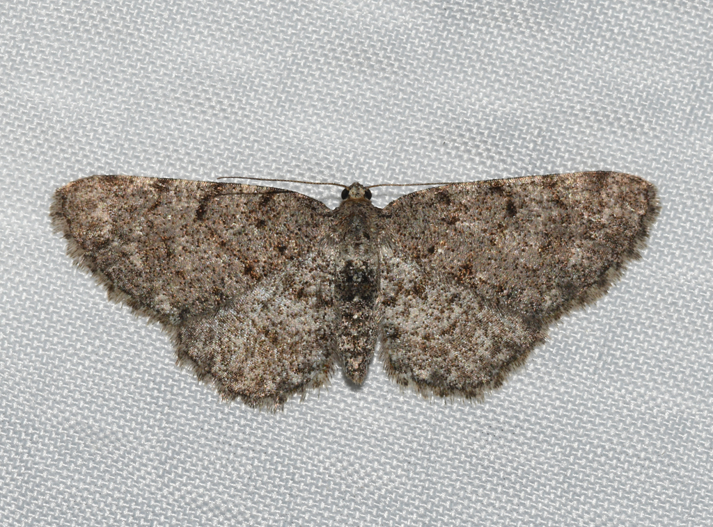 Four-barred Gray