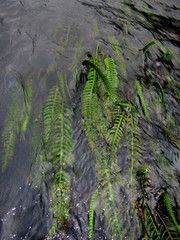 Hydrostachys polymorpha
