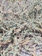 Extriplex californica
