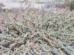 Extriplex californica