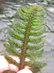 Hydrostachys polymorpha