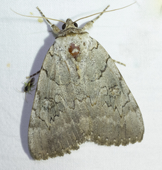 Catocala illecta