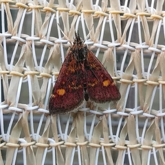 Pyrausta aurata