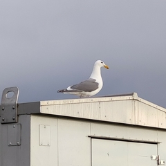Larus glaucescens × occidentalis