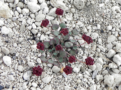 Pozoa coriacea
