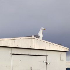 Larus glaucescens × occidentalis