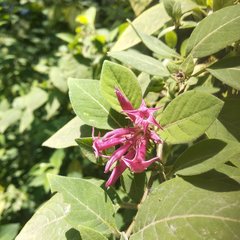 Cestrum roseum