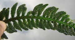 Hydrostachys polymorpha