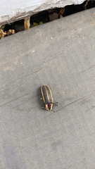 Pyractomena borealis