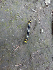 Acronyctodes cautama