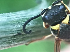 Stenodynerus propinquus