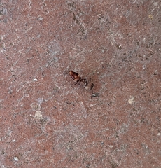 Pompiloidea