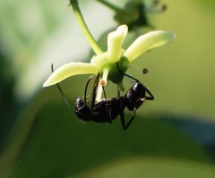 Camponotus vagus