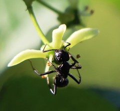 Camponotus vagus