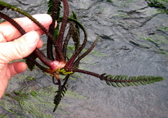 Hydrostachys polymorpha