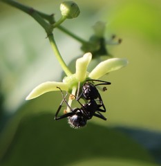 Camponotus vagus