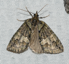 Hydriomena divisaria