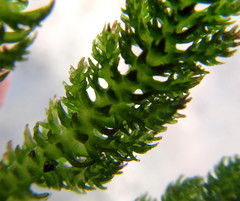 Hydrostachys polymorpha