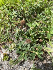 Spermacoce verticillata