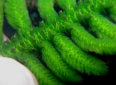 Hydrostachys polymorpha