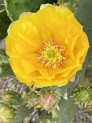 Opuntia tunoidea