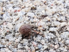 Brachysomus echinatus