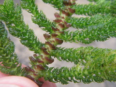 Hydrostachys polymorpha