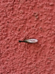Raphidiinae