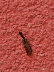 Raphidiinae