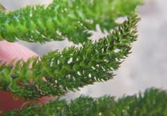 Hydrostachys polymorpha