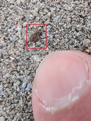 Brachysomus echinatus