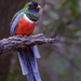 Elegant Trogon - Photo (c) eric gofreed, some rights reserved (CC BY-NC), uploaded by eric gofreed