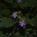Tibouchina clinopodifolia - Photo (c) Liu Idárraga Orozco, algunos derechos reservados (CC BY-NC), subido por Liu Idárraga Orozco