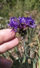 Centaurea fuscomarginata