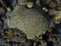 Colpophyllia natans
