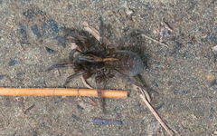 Trochosa terricola