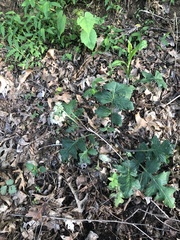 Hydrophyllum macrophyllum