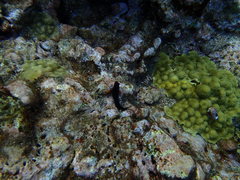 Ophioblennius macclurei