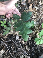 Hydrophyllum macrophyllum