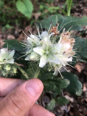 Hydrophyllum macrophyllum