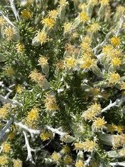 Tetradymia spinosa