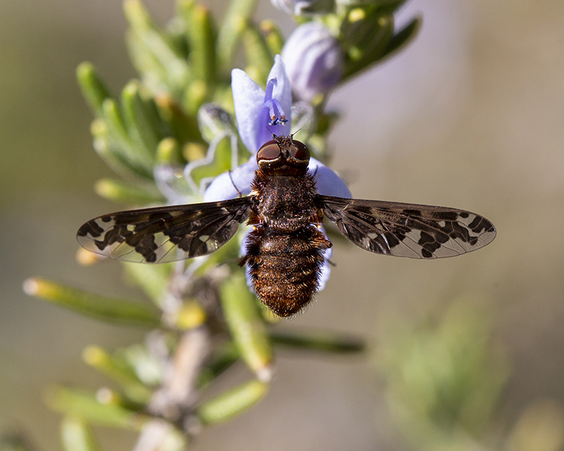 Stonyx clelia