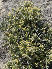 Tetradymia spinosa