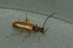 Rhagonycha testacea