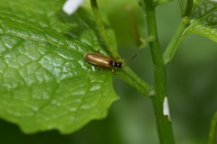 Rhagonycha testacea