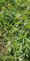Pediomelum tenuiflorum